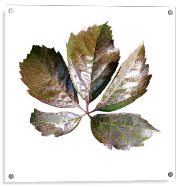  rusty leaf Acrylic by Marinela Feier
