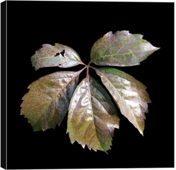  the rusty leaf	 Canvas Print by Marinela Feier