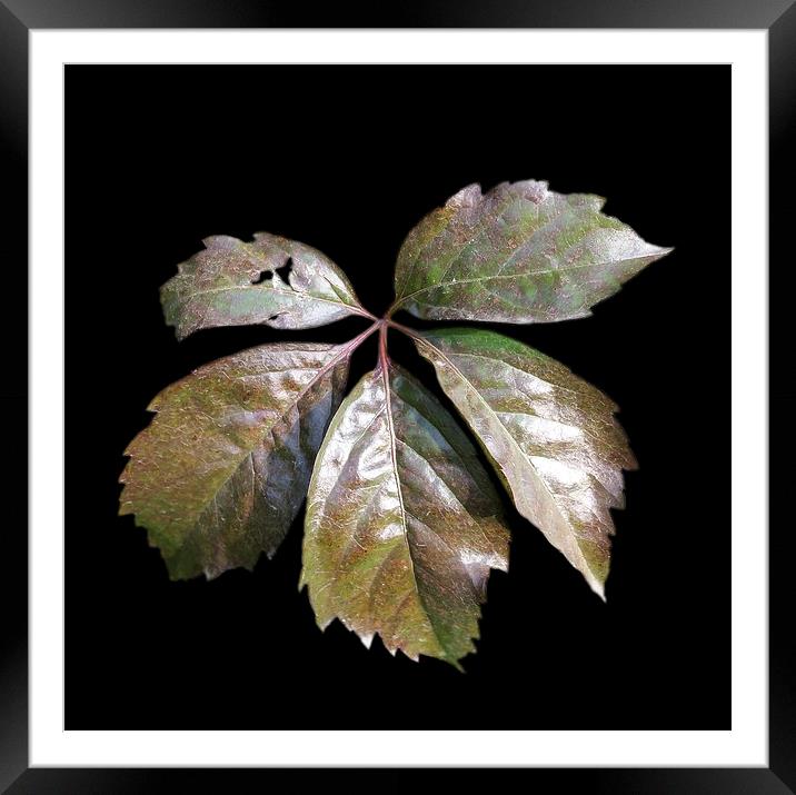  the rusty leaf	 Framed Mounted Print by Marinela Feier