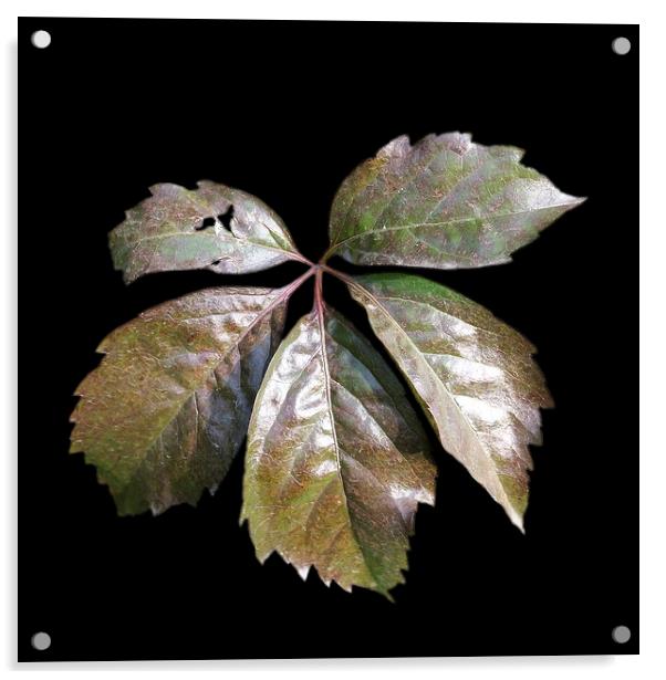  the rusty leaf	 Acrylic by Marinela Feier