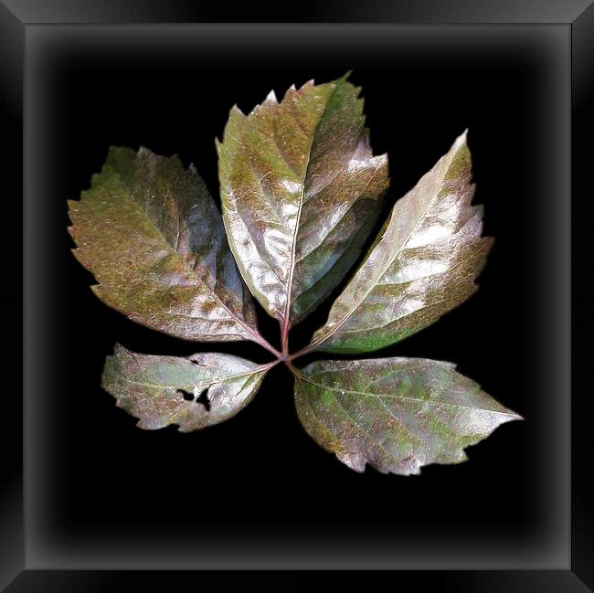  a rusty leaf	 Framed Print by Marinela Feier