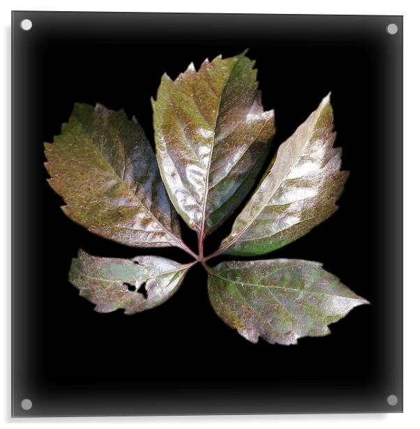  a rusty leaf	 Acrylic by Marinela Feier