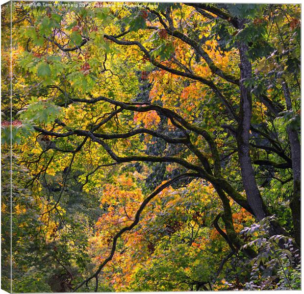 AUTUMN 05 Canvas Print by Tom Uhlenberg