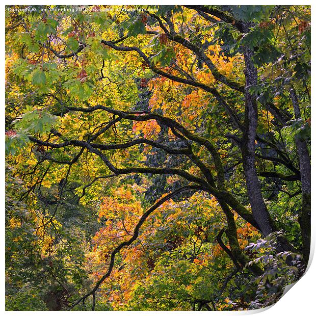 AUTUMN 05 Print by Tom Uhlenberg