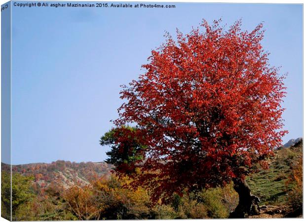  Lone tree, Canvas Print by Ali asghar Mazinanian