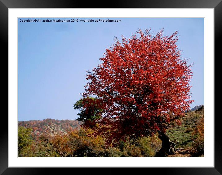  Lone tree, Framed Mounted Print by Ali asghar Mazinanian