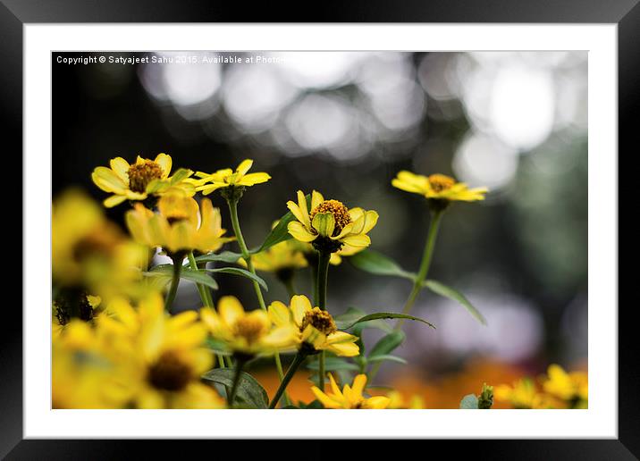 Yellow Blooms Framed Mounted Print by Satyajeet Sahu