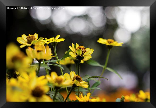  Yellow Blooms Framed Print by Satyajeet Sahu
