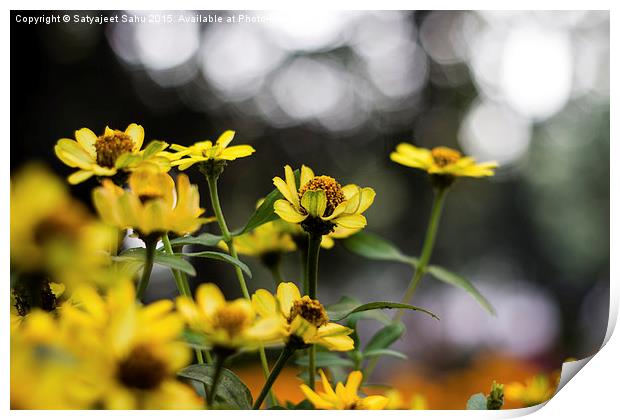  Yellow Blooms Print by Satyajeet Sahu