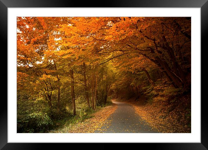  Through the Autumn Glory Framed Mounted Print by Jenny Rainbow