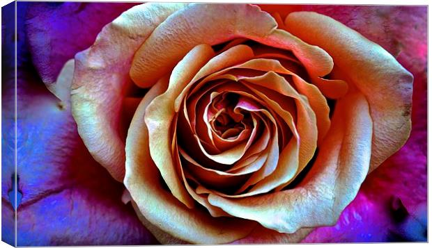  Close up of a Red and Yellow Rose Canvas Print by Sue Bottomley