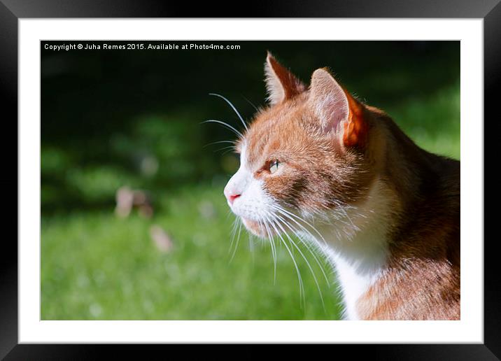 Orange and White Cat Framed Mounted Print by Juha Remes
