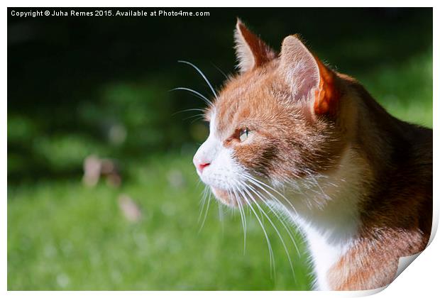 Orange and White Cat Print by Juha Remes