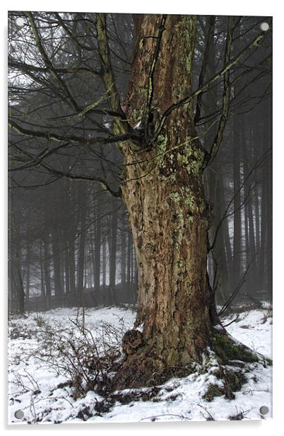 The Old Sycamore Tree Acrylic by Ann Garrett