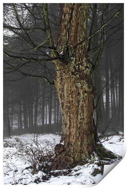 The Old Sycamore Tree Print by Ann Garrett