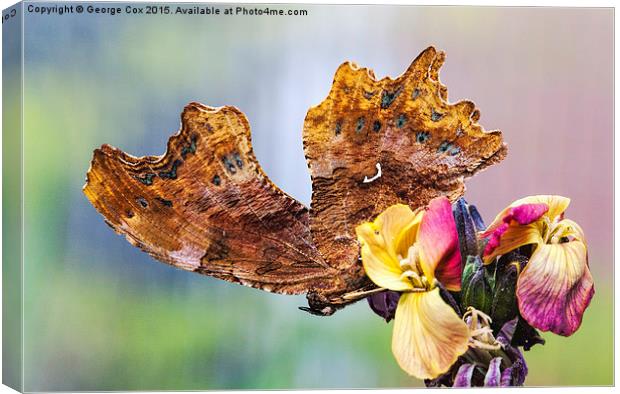  Comma Butterfly Canvas Print by George Cox