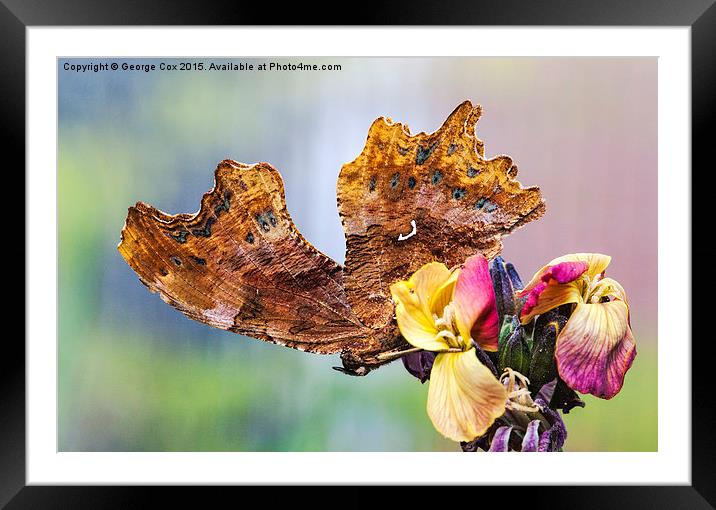  Comma Butterfly Framed Mounted Print by George Cox