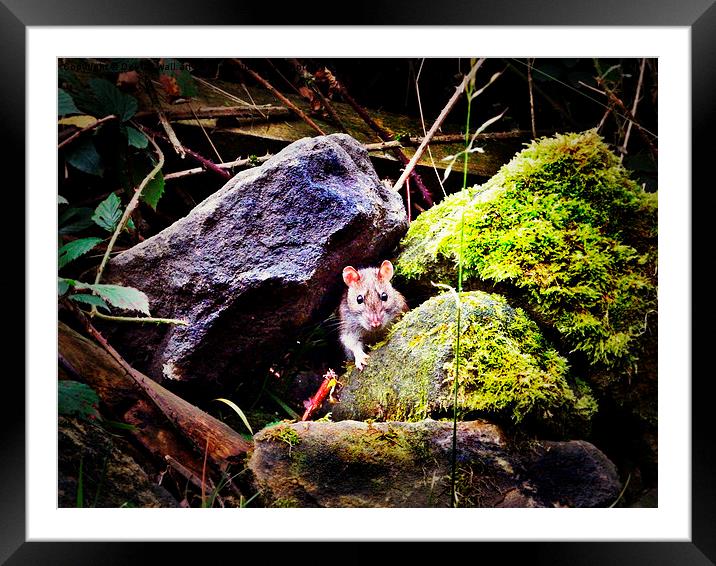  wild  rat Framed Mounted Print by Derrick Fox Lomax