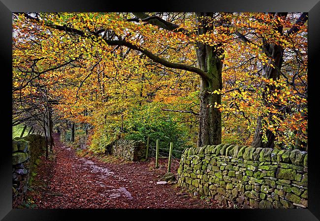 Bamford Path in Autumn  Framed Print by Darren Galpin