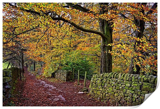 Bamford Path in Autumn  Print by Darren Galpin