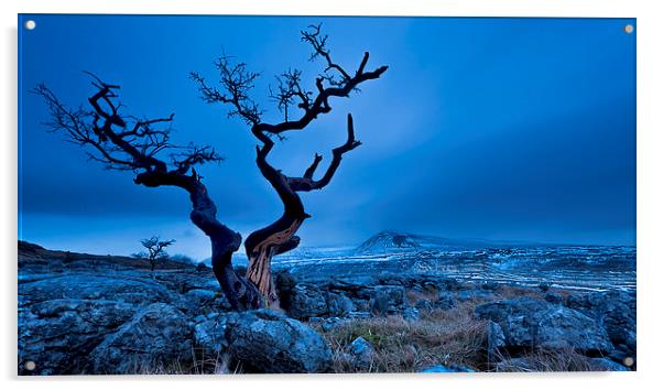 Twisted tree, Twistleton Scar, Yorkshire Dales.  Acrylic by John Finney