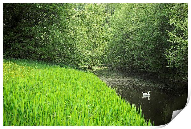 White duck swimming in the forest creek Print by Adam Szuly