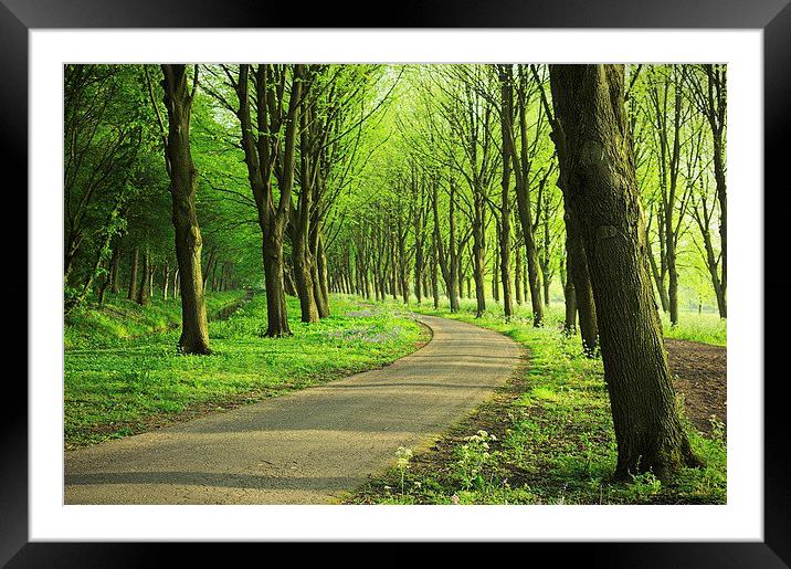 Forest road under the trees Framed Mounted Print by Adam Szuly