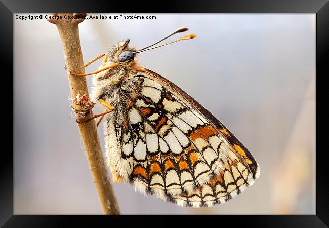  Heath Fritillary  Framed Print by George Cox