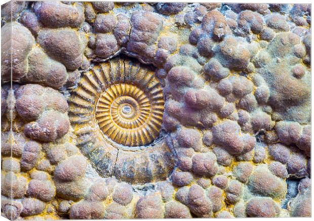  Ammonite. Canvas Print by Mark Godden