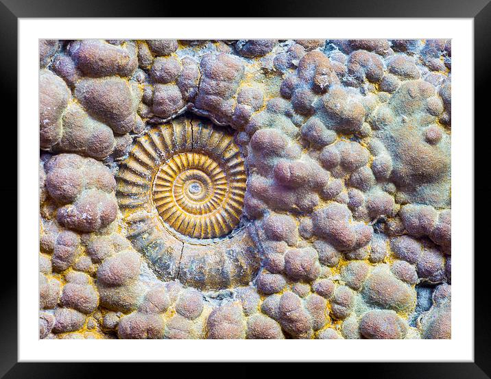  Ammonite. Framed Mounted Print by Mark Godden
