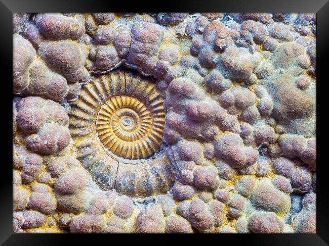  Ammonite. Framed Print by Mark Godden