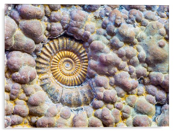  Ammonite. Acrylic by Mark Godden