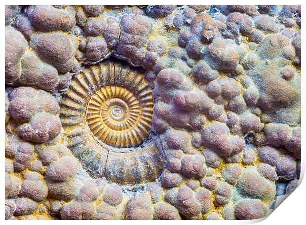  Ammonite. Print by Mark Godden