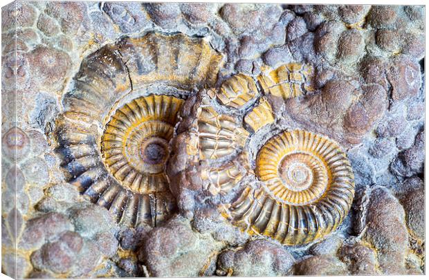  Ammonites.  Canvas Print by Mark Godden