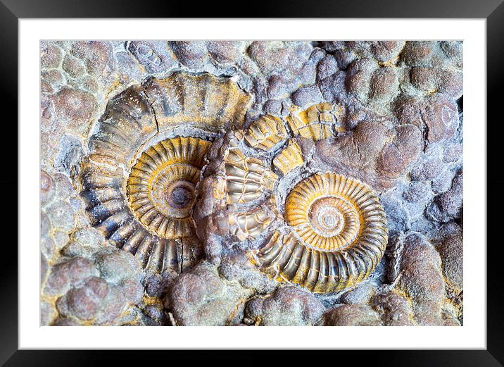  Ammonites.  Framed Mounted Print by Mark Godden