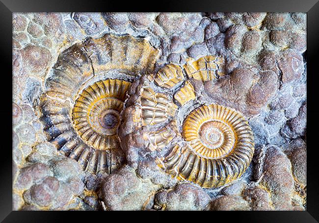  Ammonites.  Framed Print by Mark Godden