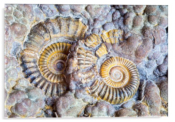  Ammonites.  Acrylic by Mark Godden