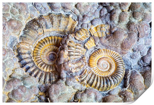  Ammonites.  Print by Mark Godden