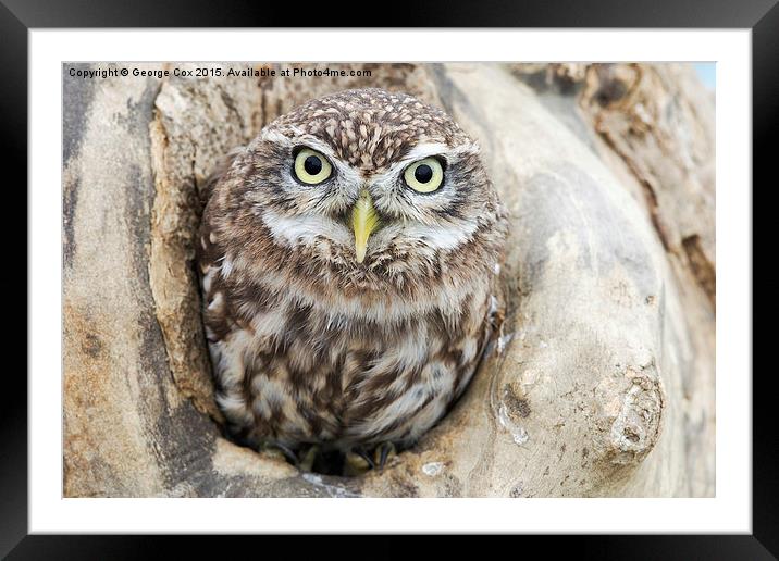  Little Owl Framed Framed Mounted Print by George Cox