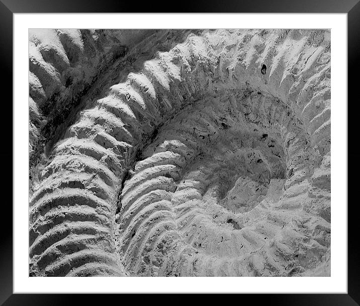 Titanites - An ammonite from the Isle of Portland. Framed Mounted Print by Mark Godden