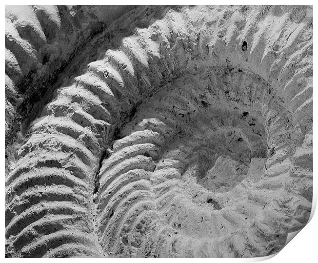 Titanites - An ammonite from the Isle of Portland. Print by Mark Godden