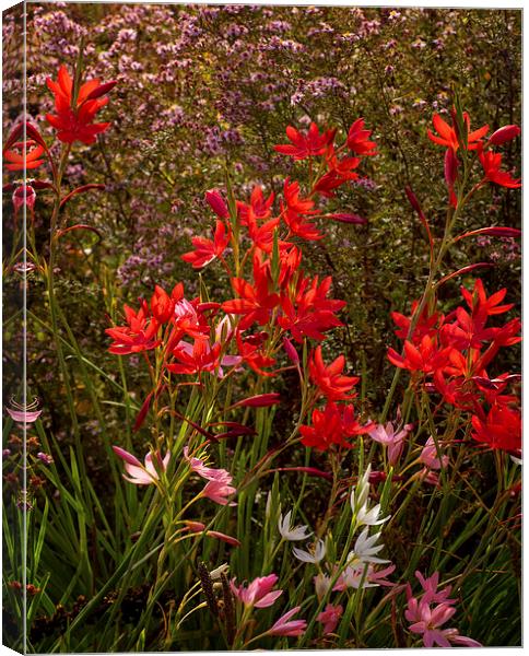 Red Flowers Canvas Print by Victor Burnside