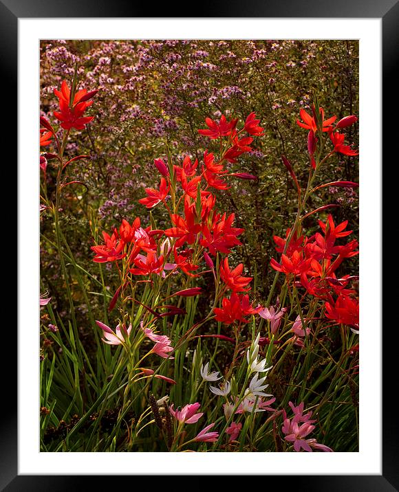 Red Flowers Framed Mounted Print by Victor Burnside