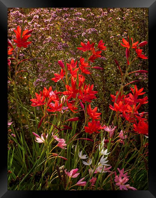 Red Flowers Framed Print by Victor Burnside