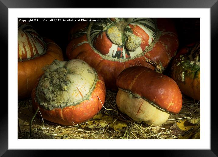 Ornamental Pumpkins Framed Mounted Print by Ann Garrett