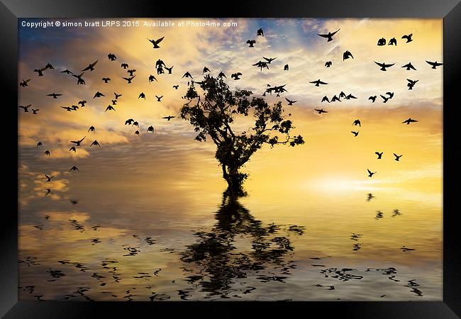 Single tree sunrise and birds Framed Print by Simon Bratt LRPS