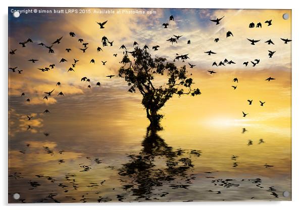 Single tree sunrise and birds Acrylic by Simon Bratt LRPS