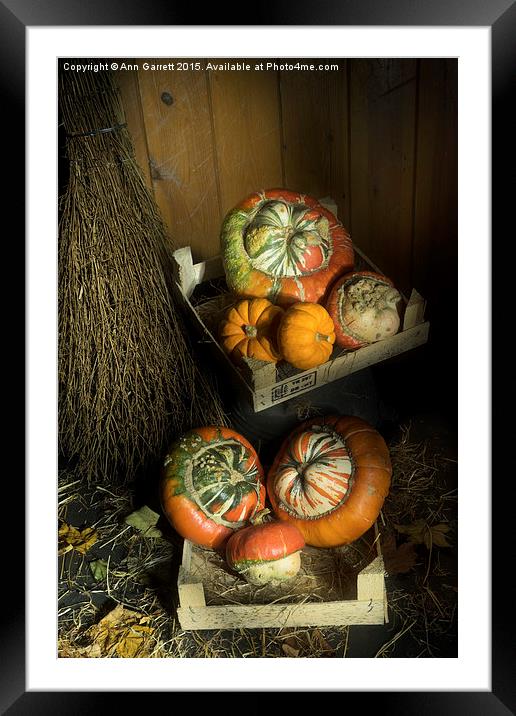 Ornamental Pumpkins 2 Framed Mounted Print by Ann Garrett