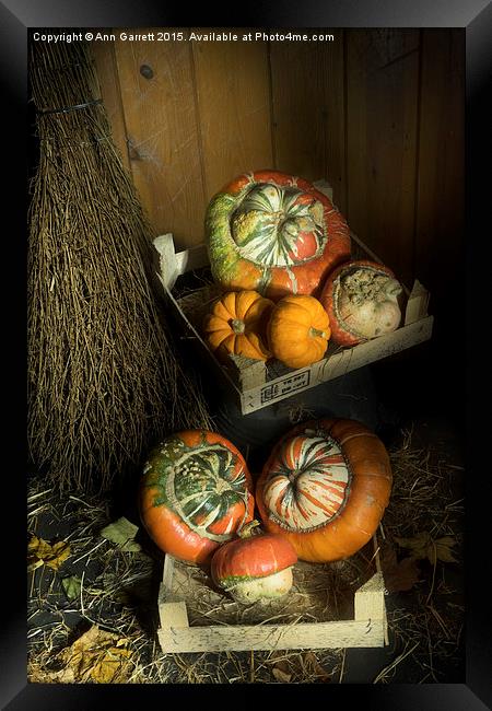 Ornamental Pumpkins 2 Framed Print by Ann Garrett