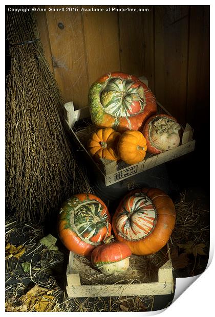 Ornamental Pumpkins 2 Print by Ann Garrett